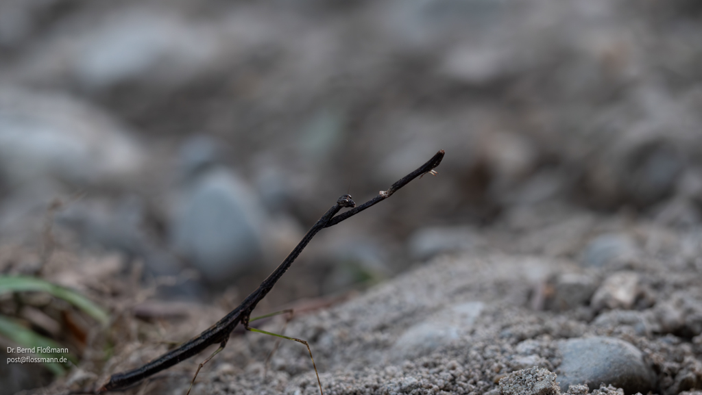 Meine Fotos