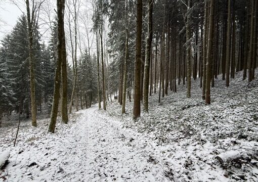Waldweg im Winter