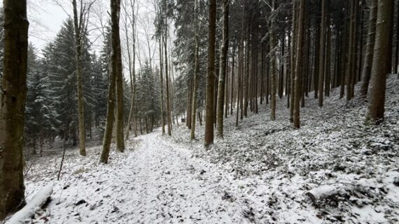 Waldweg im Winter